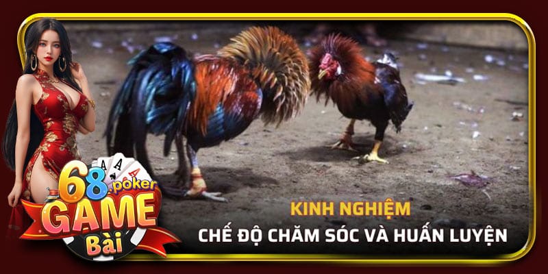 Kinh nghiệm về chế độ chăm sóc và huấn luyện gà chọi