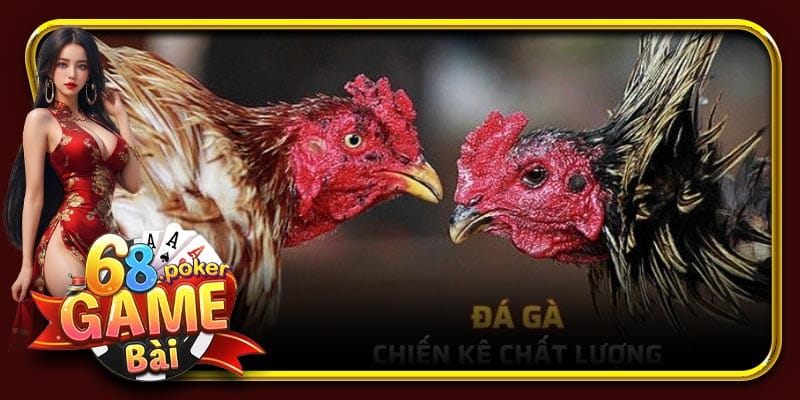 Đá gà - Trực tiếp phát sóng các trận đấu chiến kê chất lượng tại 68 gamebài