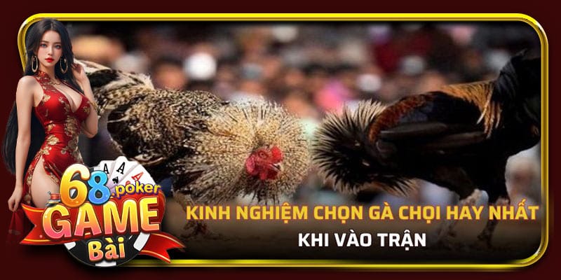 Kinh nghiệm chọn gà chọi hay nhất khi vào trận