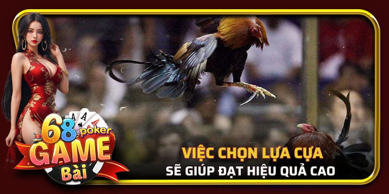 Việc chọn lựa các loại cựa được sử dụng trong đá gà sẽ giúp đạt hiệu quả cao