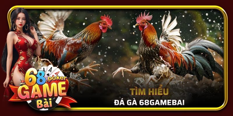 Tìm hiểu sơ lược về đá gà 68 Game Bài