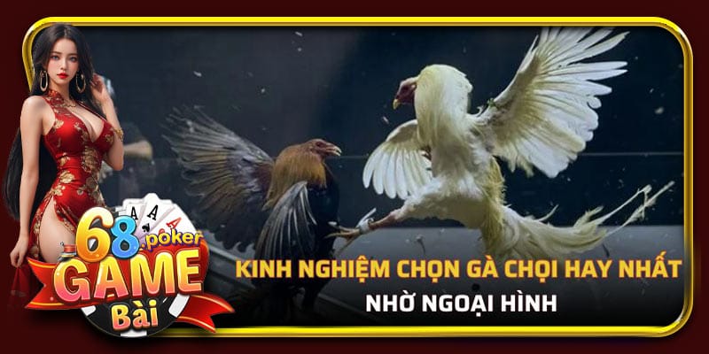 Kinh nghiệm chọn gà chọi hay nhất nhờ ngoại hình